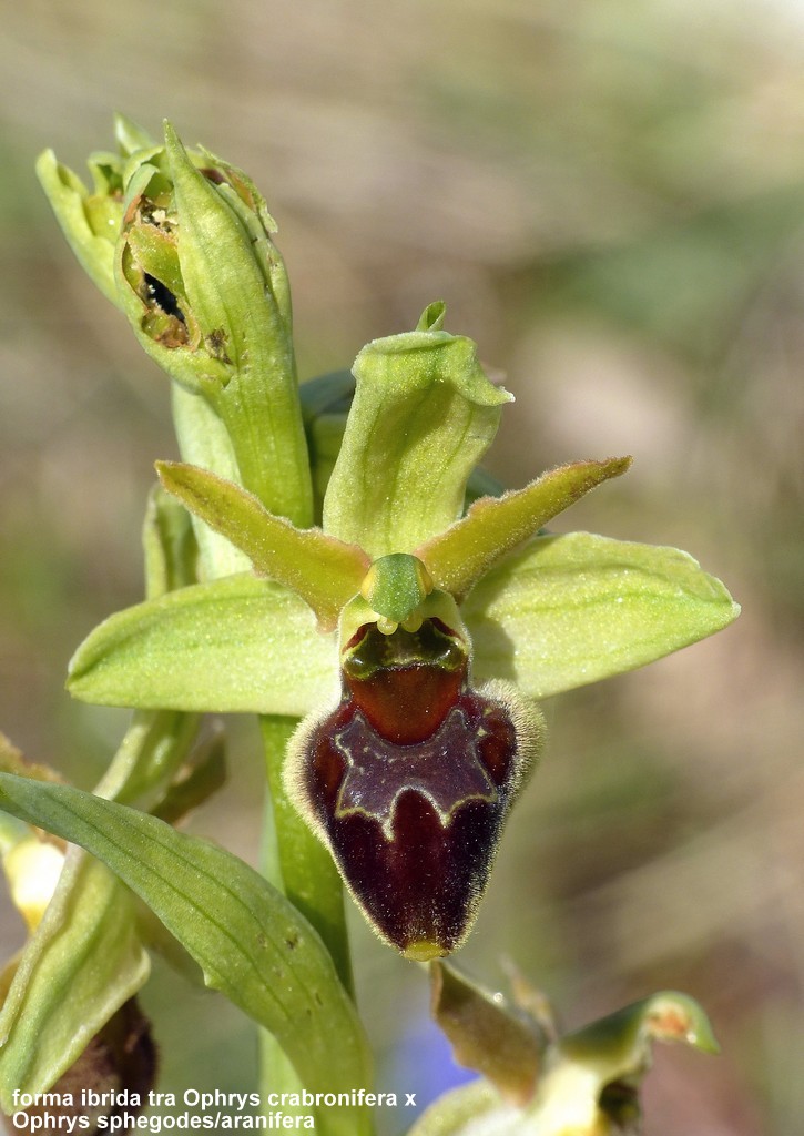 Ophrys crabronifera nellAbruzzo aquilano - aprile  2022.